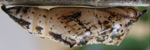 Pupae